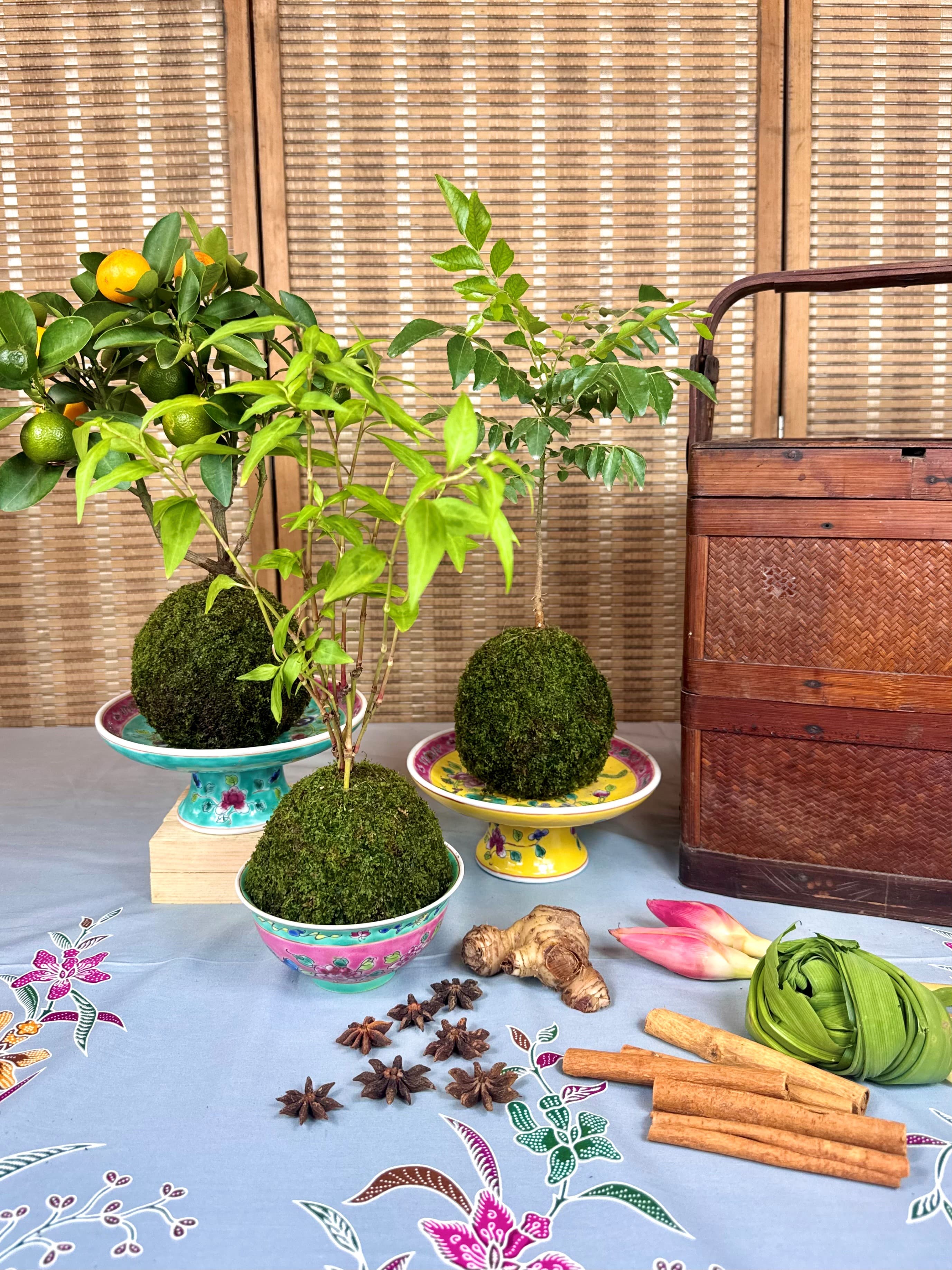 Edible Kokedama Workshop