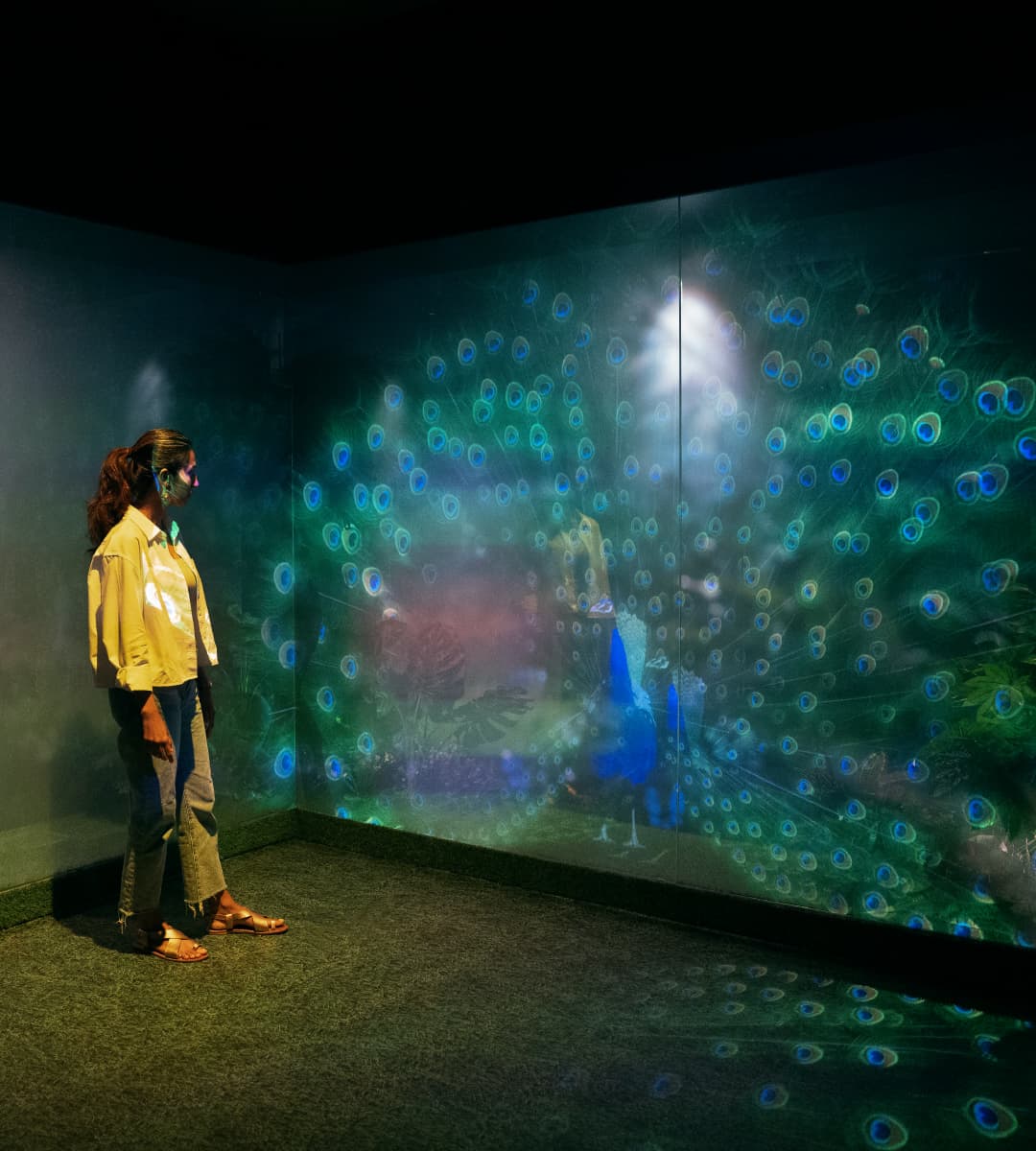 Peacock Vr